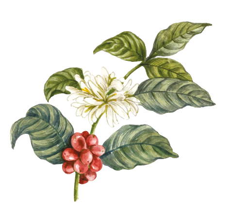 ILLUSTRACIONES CAFE- CAFE CAFE CAMPESTRE -01