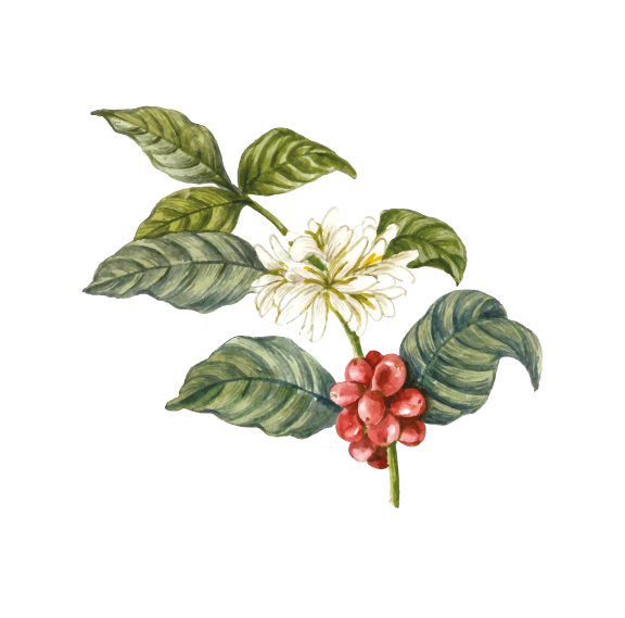 ILLUSTRACIONES CAFE- CAFE CAFE CAMPESTRE -04