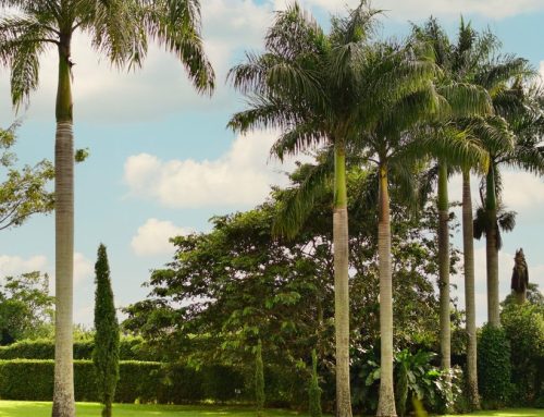Hotel campestre pet friendly en Quindío: qué revisar antes de viajar con tu mascota