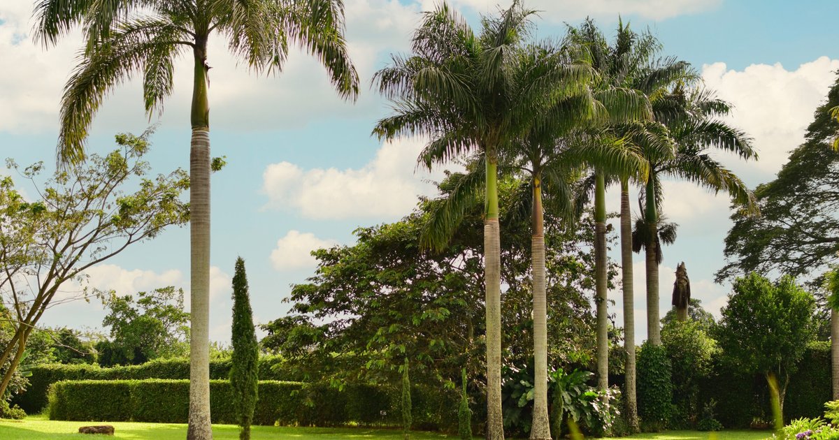 hotel pet friendly quindio - foto real jardines hotel campestre cafe cafe