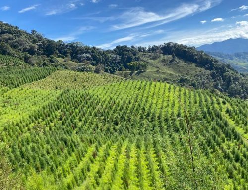 Experiencias de café en el Eje Cafetero: tours y recorridos