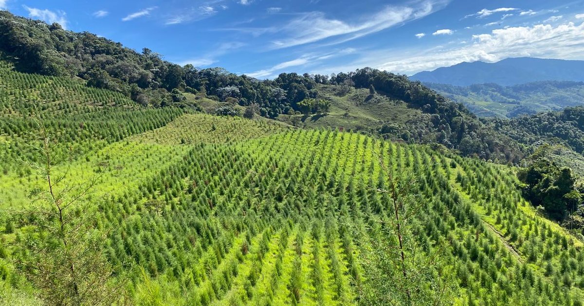 experiencias cafe eje cafetero - foto real cultivo de cafe quindio